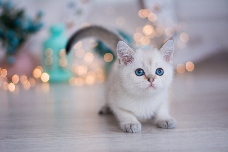 witte donzige munchkin kat
