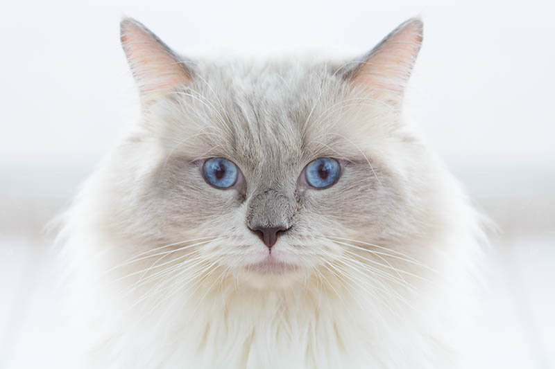 puntige kleur munchkin kat