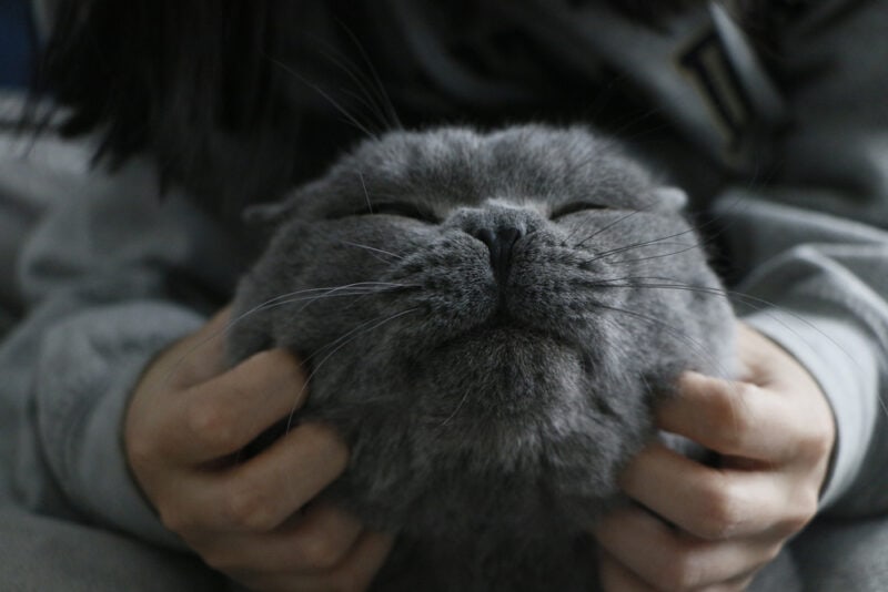 Een Britse korthaar kat die geniet van een massage