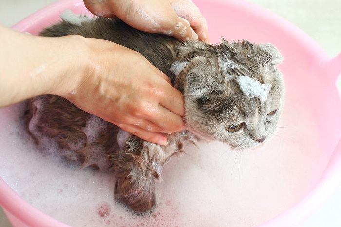 badtijd van de kat