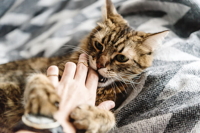 Kat bijt in een hand