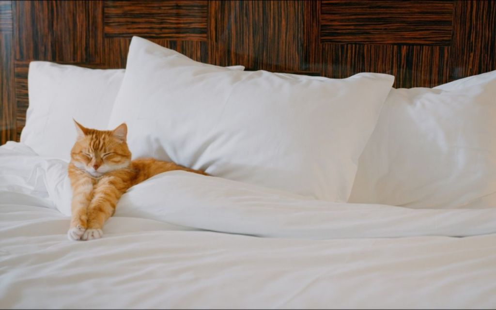 Cat Hotels (Huisdieren toegestaan)