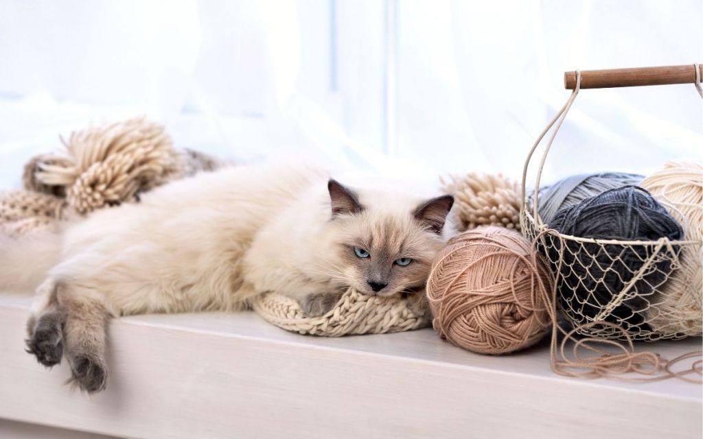Kunnen Ragdoll Cats in een appartement wonen?