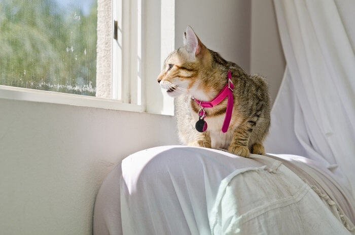 Kat die bij een raam zit te tjilpen