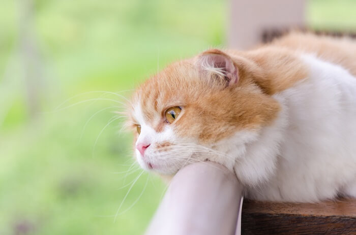 depressieve kat die over het balkon kijkt