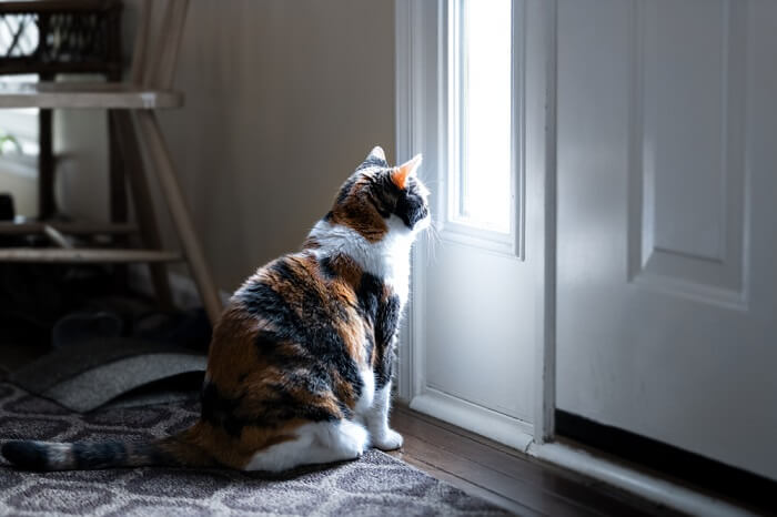 droevige kat die naar de deur kijkt