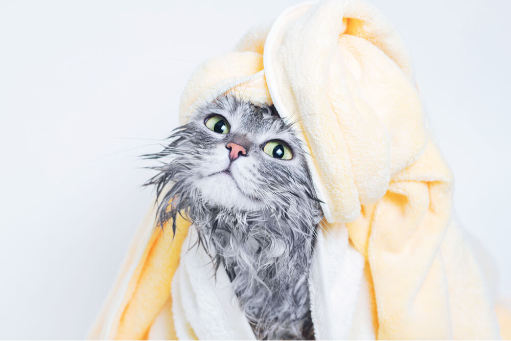 Hoe uw kat te drogen na het baden