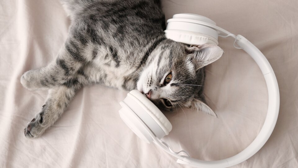 houden katten van muziek?