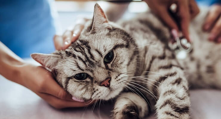 Behandeling van artritis bij katten