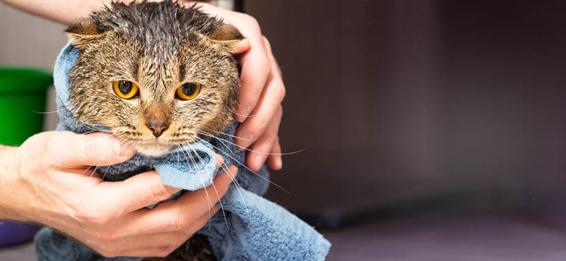 Schotse vouw kat in een handdoek