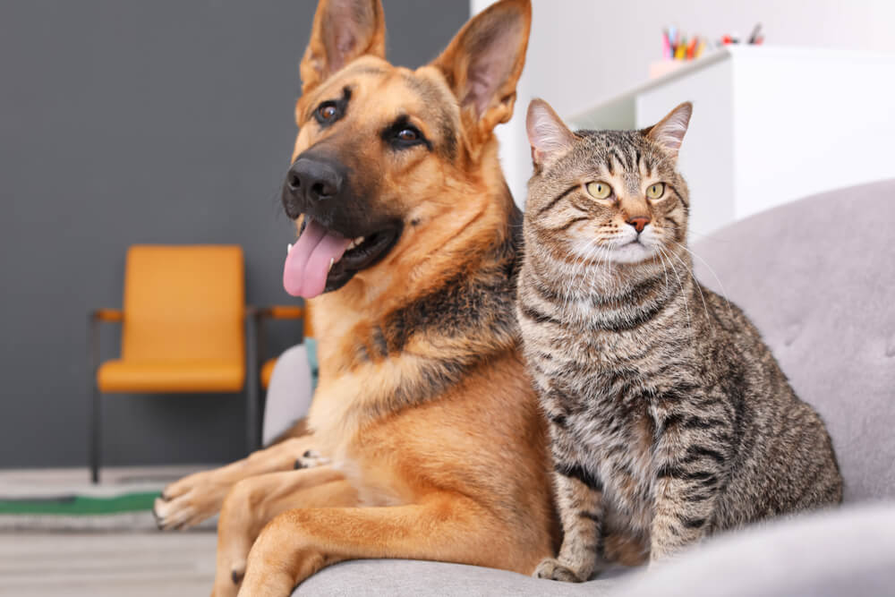 kattenhersenmassa vergeleken met hond en mens