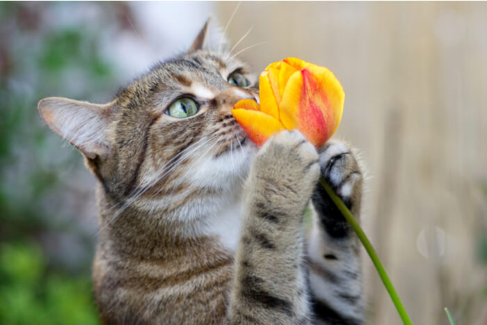 Kat ruikende bloem