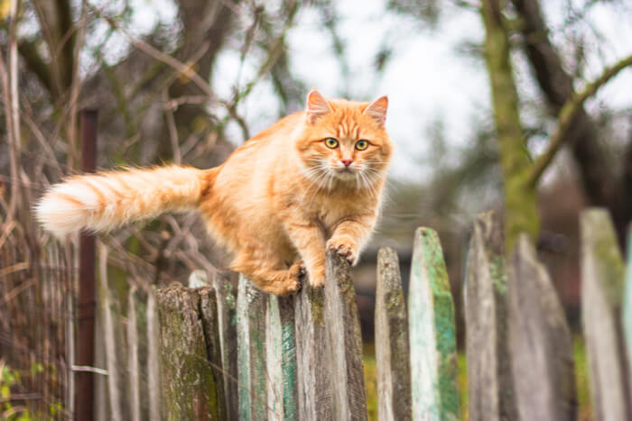 Oranje kat die op hek klimt