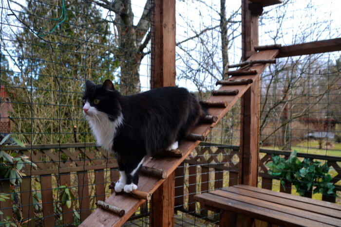 Kat in outdoor catio