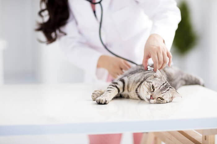 Behandeling van Tylenol-vergiftiging bij katten