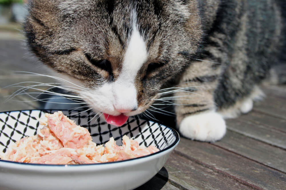 Kat die tonijn uit een kom eet