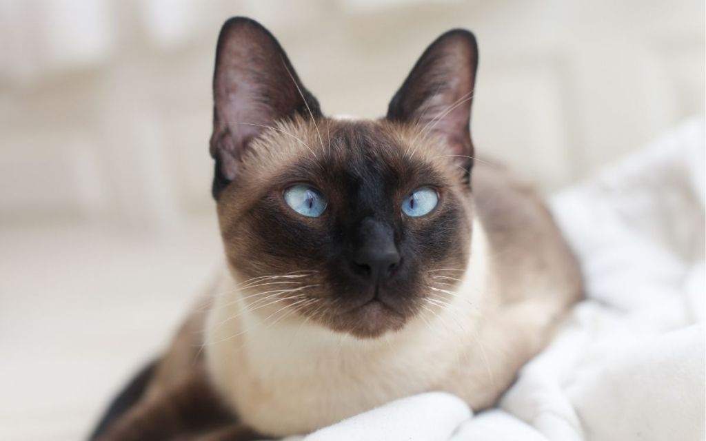 Siamese kat met gekruiste ogen