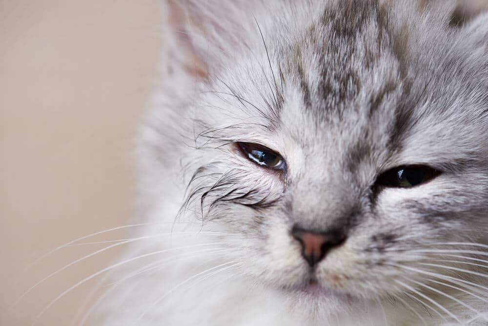 Jonge kat met lekkend geïnfecteerd oog