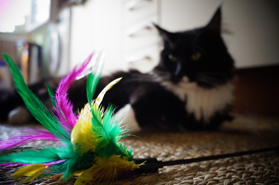 kat en veren toy_Pixabay
