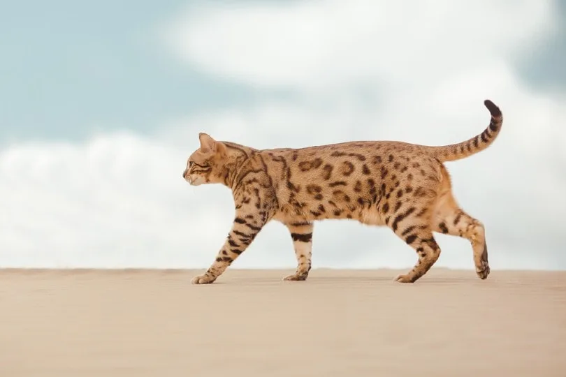 Savannah Kat die op zand loopt