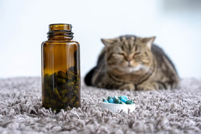 Kat zittend met een fles pillen