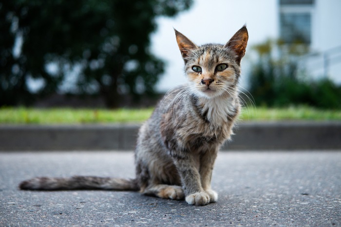 Behandeling van Giardiasis bij katten