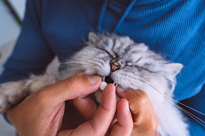 Fluoxetine voor katten dosering