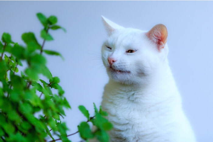 Witte kat niest naast een groene plant
