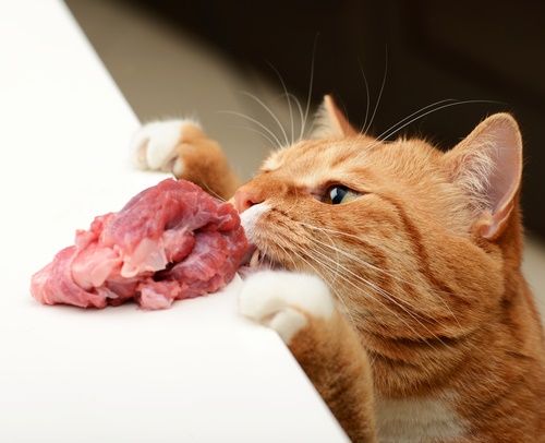 kat eet vlees