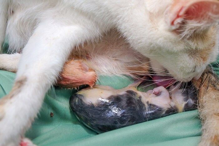 Zorg voor kat na de geboorte