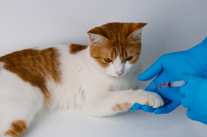 kat wordt gecontroleerd en gevaccineerd tegen hondsdolheid