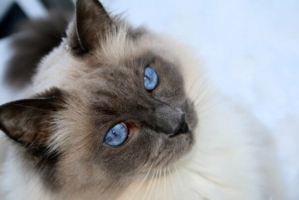 blauwe Point Ragdoll Cat