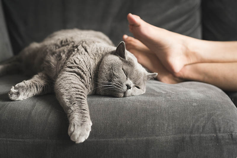 grijze Britse korthaar kat die onder de voeten van de persoon in de bank slaapt