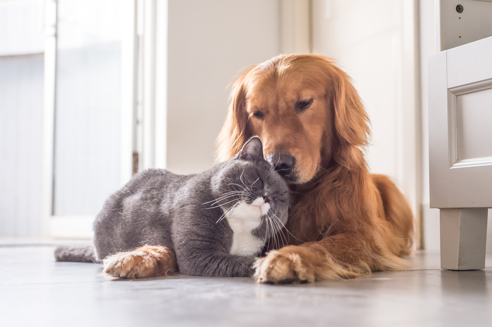Kat en Golden Retriever honden knuffelen