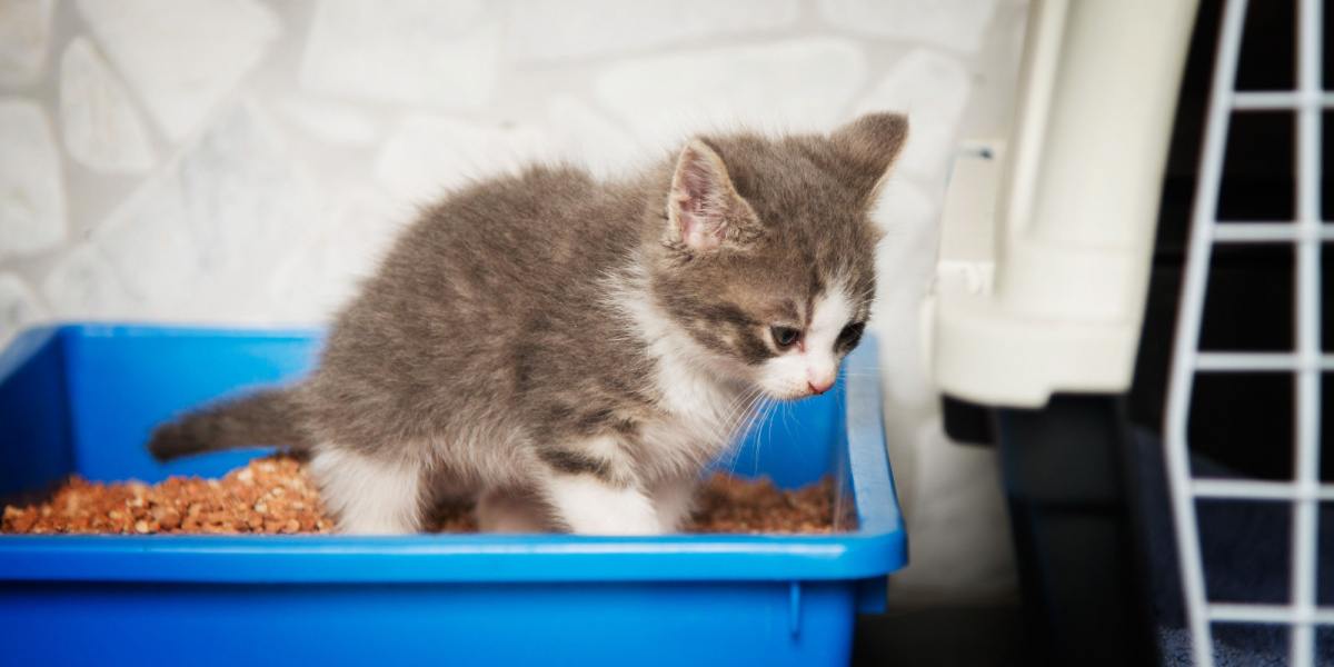 Kitten in een kattenbak.