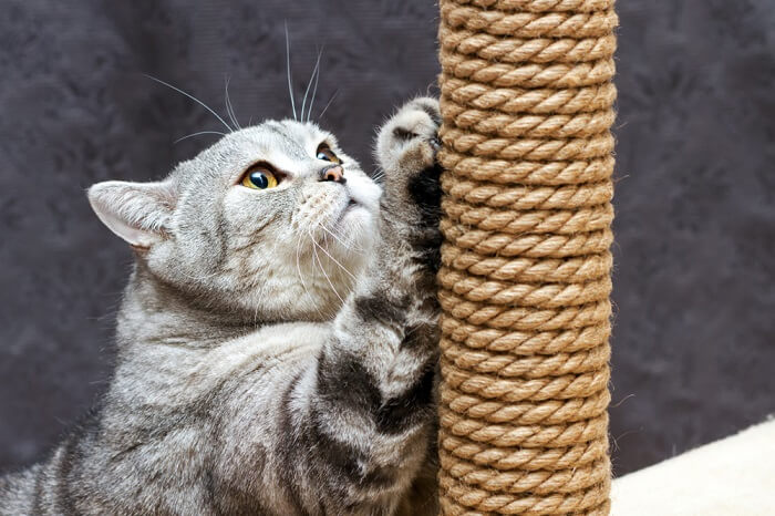 waarom houden katten van het achtervolgen van touw
