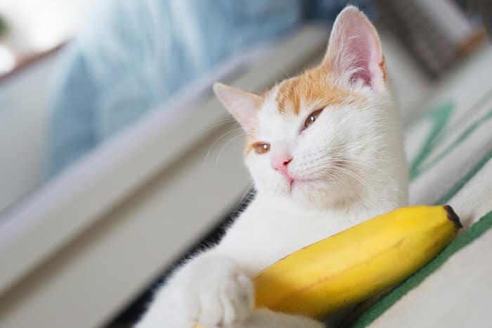 voordelen van banaan voor katten