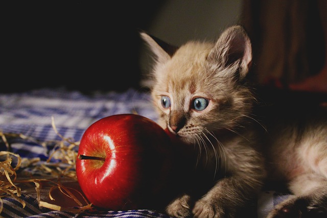 Kitten met appel