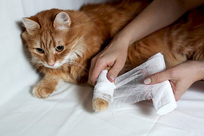 hoe een kattenwond schoon te maken
