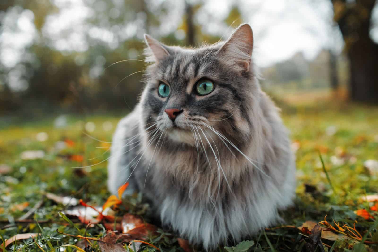 Siberische kat op het blad