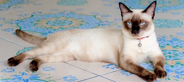 Siamese kat - colorpoint kattenrassen