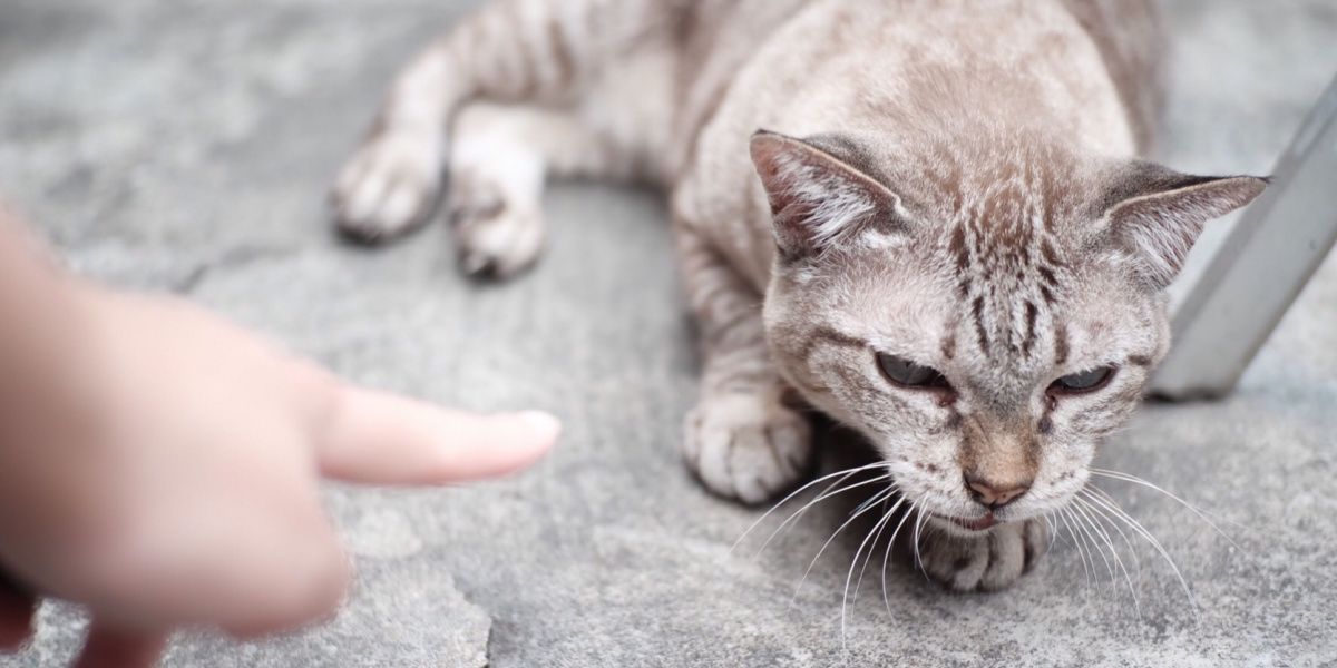 8 redenen waarom je je kat nooit moet straffen