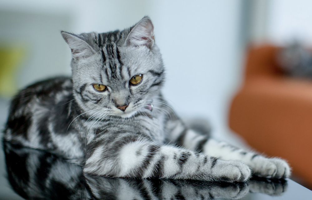 klassieke zilveren tabby Amerikaanse korthaar kat