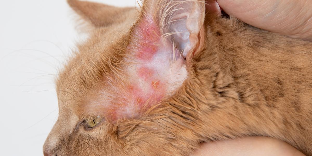 Bacteriële infecties bij katten: oorzaken, symptomen, &behandeling
