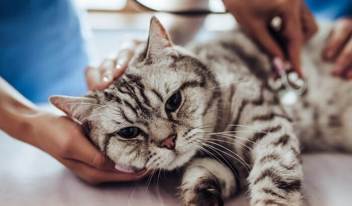 Beste door dierenarts aanbevolen kattenvoer: top 6 merken beoordeeld