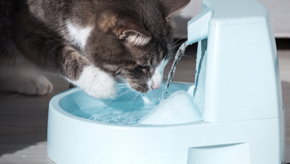 bruine en witte tabby kat drinken uit kattenwaterfontein