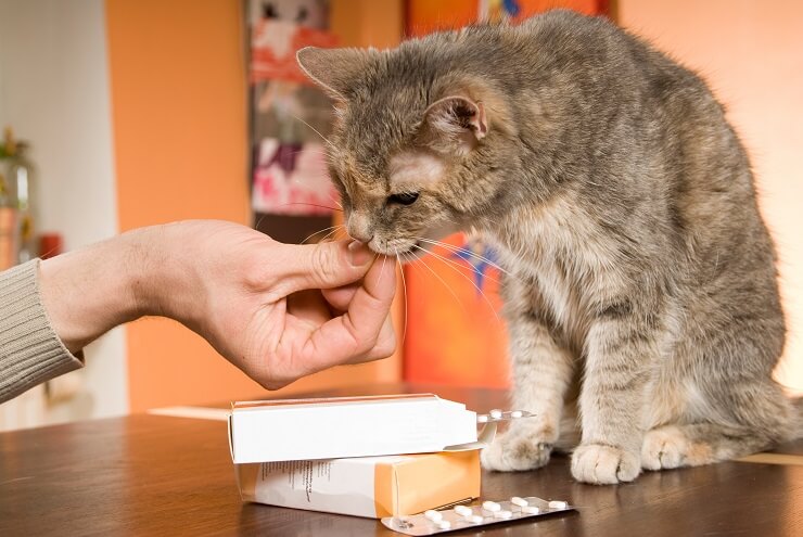 huisdiereigenaar die zijn kat een medicijn geeft