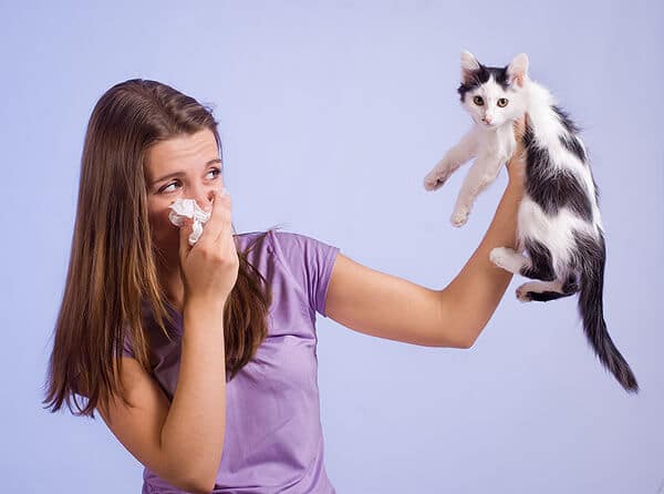 De 5 beste medicatie voor kattenallergieën