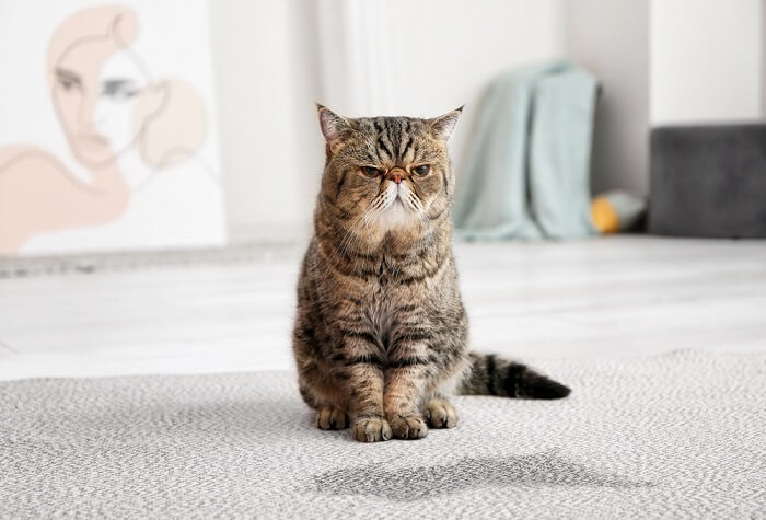 De 5 beste tapijtreinigers voor kattenurine