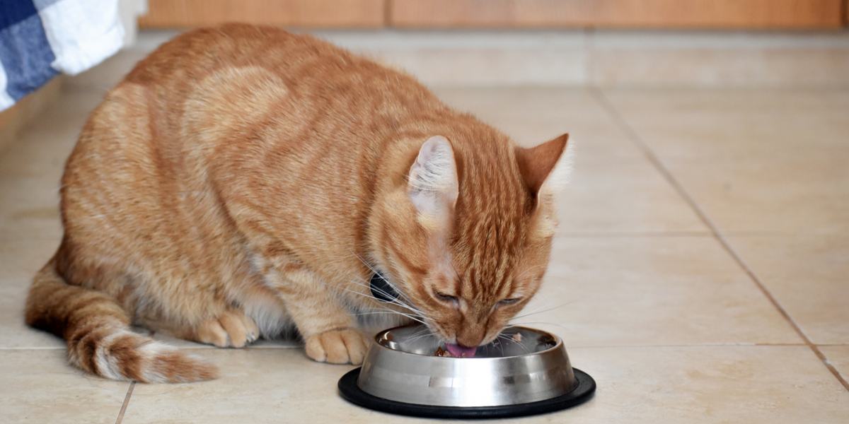 De 7 beste formules voor kattenvoer voor rundvlees